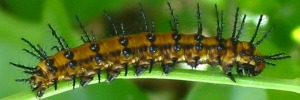 Larvae